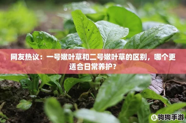 网友热议：一号嫩叶草和二号嫩叶草的区别，哪个更适合日常养护？