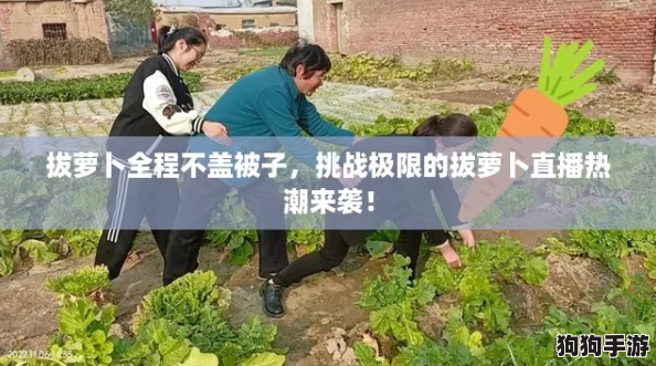 拔萝卜全程不盖被子，挑战极限的拔萝卜直播热潮来袭！