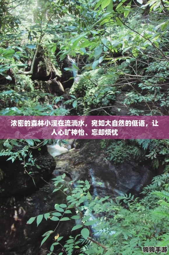 浓密的森林小溪在流淌水，宛如大自然的低语，让人心旷神怡、忘却烦忧
