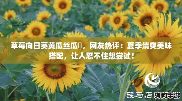草莓向日葵黄瓜丝瓜汅,网友热评:夏季清爽美味搭配,让人忍不住想尝试! 草莓向日葵黄瓜丝瓜汅,网友热评:夏季清爽美味搭配,让人忍不住想尝试!