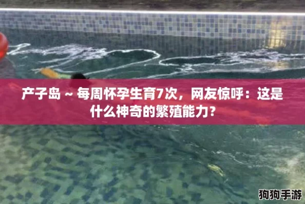 产子岛 ~ 每周怀孕生育7次，网友惊呼：这是什么神奇的繁殖能力？