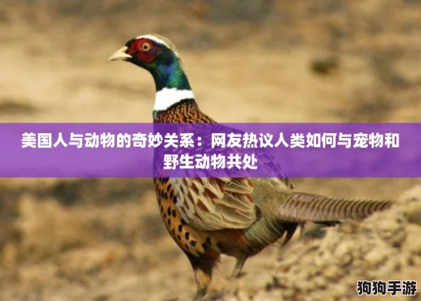 美国人与动物的奇妙关系:网友热议人类如何与宠物和野生动物共处 美国人与动物的奇妙关系:网友热议人类如何与宠物和野生动物共处