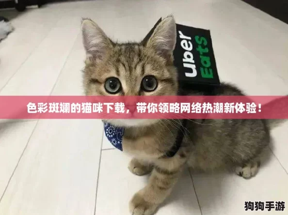色彩斑斓的猫咪下载，带你领略网络热潮新体验！