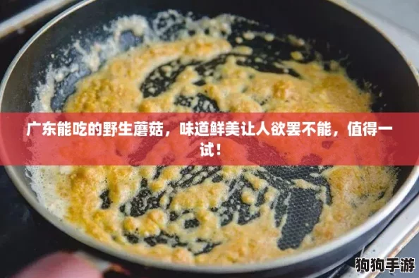 广东能吃的野生蘑菇，味道鲜美让人欲罢不能，值得一试！