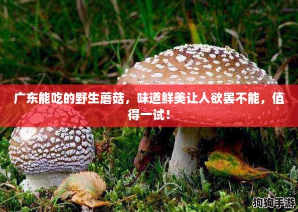 广东能吃的野生蘑菇，味道鲜美让人欲罢不能，值得一试！