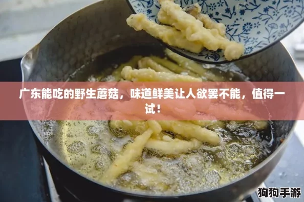广东能吃的野生蘑菇，味道鲜美让人欲罢不能，值得一试！