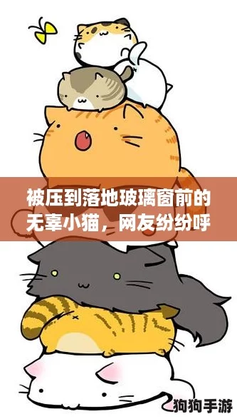被压到落地玻璃窗前的无辜小猫，网友纷纷呼吁保护动物和关注安全问题