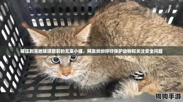 被压到落地玻璃窗前的无辜小猫，网友纷纷呼吁保护动物和关注安全问题