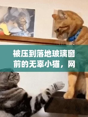 被压到落地玻璃窗前的无辜小猫，网友纷纷呼吁保护动物和关注安全问题