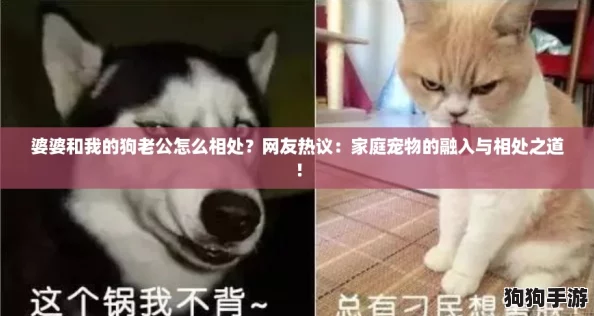 婆婆和我的狗老公怎么相处？网友热议：家庭宠物的融入与相处之道！