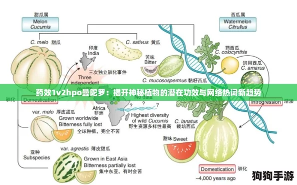 药效1v2hpo曼陀罗：揭开神秘植物的潜在功效与网络热词新趋势