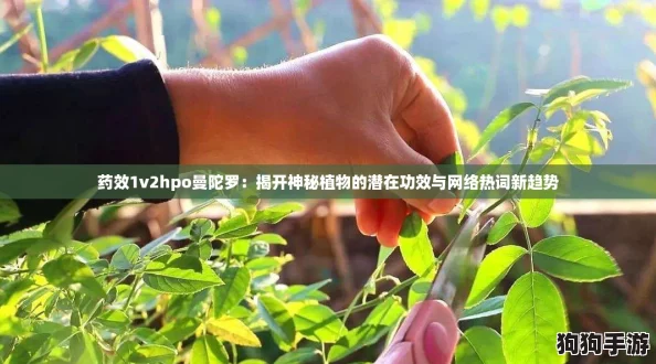 药效1v2hpo曼陀罗:揭开神秘植物的潜在功效与网络热词新趋势 药效1v2hpo曼陀罗:揭开神秘植物的潜在功效与网络热词新趋势