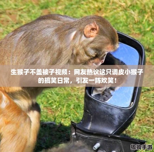 生猴子不盖被子视频:网友热议这只调皮小猴子的搞笑日常,引发一阵欢笑! 生猴子不盖被子视频:网友热议这只调皮小猴子的搞笑日常,引发一阵欢笑!