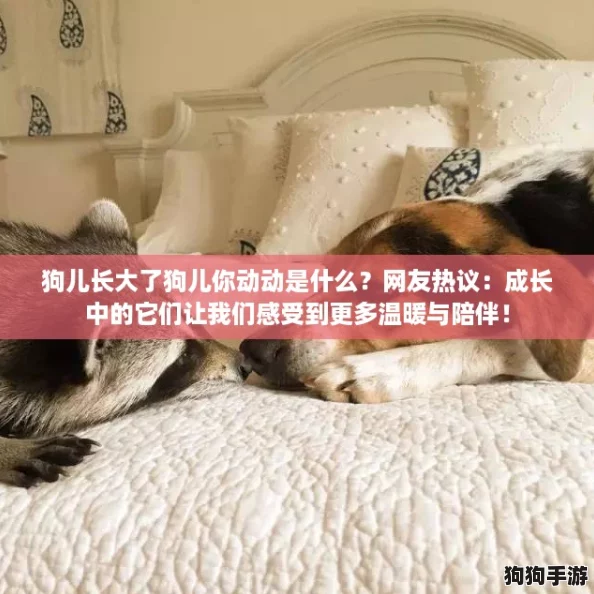 狗儿长大了狗儿你动动是什么？网友热议：成长中的它们让我们感受到更多温暖与陪伴！