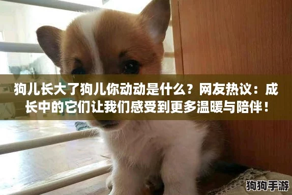 狗儿长大了狗儿你动动是什么?网友热议:成长中的它们让我们感受到更多温暖与陪伴! 狗儿长大了狗儿你动动是什么?网友热议:成长中的它们让我们感受到更多温暖与陪伴!