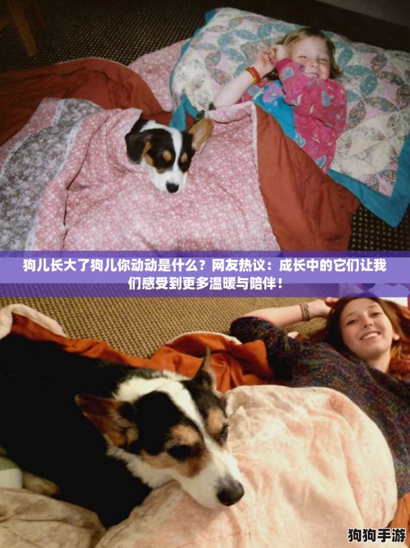 狗儿长大了狗儿你动动是什么?网友热议:成长中的它们让我们感受到更多温暖与陪伴! 狗儿长大了狗儿你动动是什么?网友热议:成长中的它们让我们感受到更多温暖与陪伴!