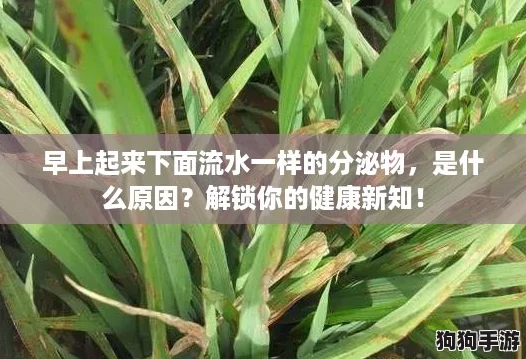 早上起来下面流水一样的分泌物,是什么原因?解锁你的健康新知! 早上起来下面流水一样的分泌物,是什么原因?解锁你的健康新知!