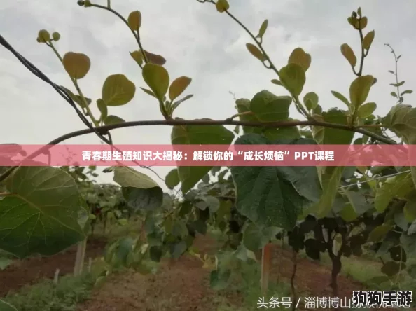 青春期生殖知识大揭秘：解锁你的“成长烦恼”PPT课程