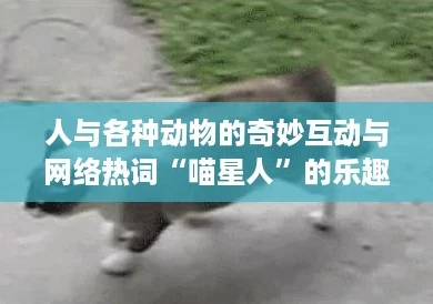 人与各种动物的奇妙互动与网络热词“喵星人”的乐趣探索