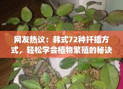 网友热议：韩式72种扦插方式，轻松学会植物繁殖的秘诀！