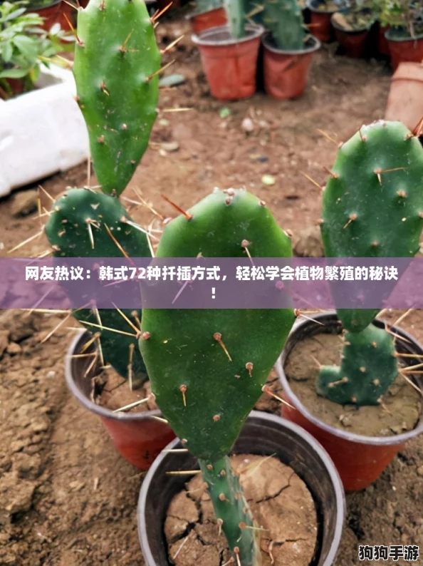 网友热议:韩式72种扦插方式,轻松学会植物繁殖的秘诀! 网友热议:韩式72种扦插方式,轻松学会植物繁殖的秘诀!