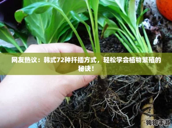 网友热议:韩式72种扦插方式,轻松学会植物繁殖的秘诀! 网友热议:韩式72种扦插方式,轻松学会植物繁殖的秘诀!