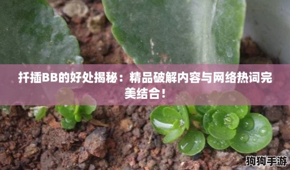 扦插BB的好处揭秘：精品破解内容与网络热词完美结合！