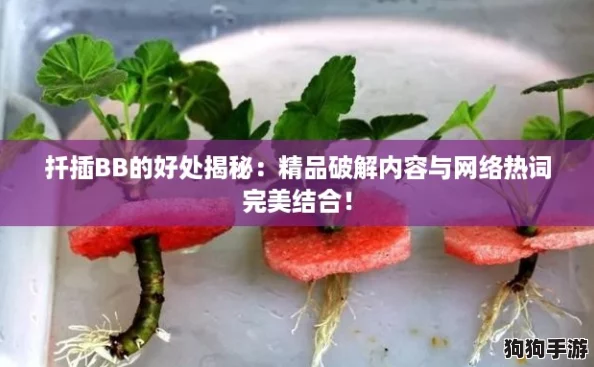 扦插BB的好处揭秘:精品破解内容与网络热词完美结合! 扦插BB的好处揭秘:精品破解内容与网络热词完美结合!