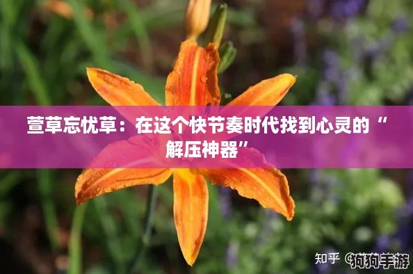 萱草忘忧草：在这个快节奏时代找到心灵的“解压神器”