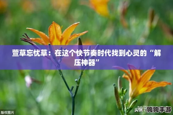 萱草忘忧草:在这个快节奏时代找到心灵的“解压神器” 萱草忘忧草:在这个快节奏时代找到心灵的“解压神器”