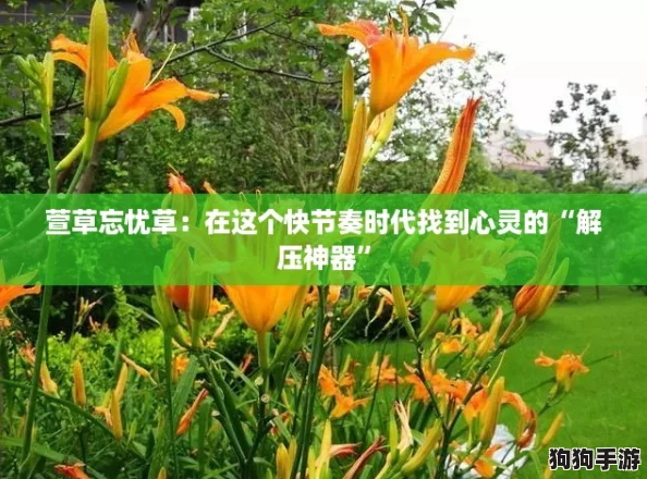 萱草忘忧草:在这个快节奏时代找到心灵的“解压神器” 萱草忘忧草:在这个快节奏时代找到心灵的“解压神器”