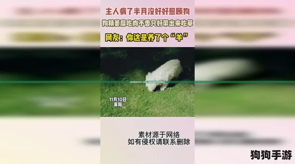 椰羊甘雨触摸产奶过程，网友热议：这项技术能否改变传统养殖模式？