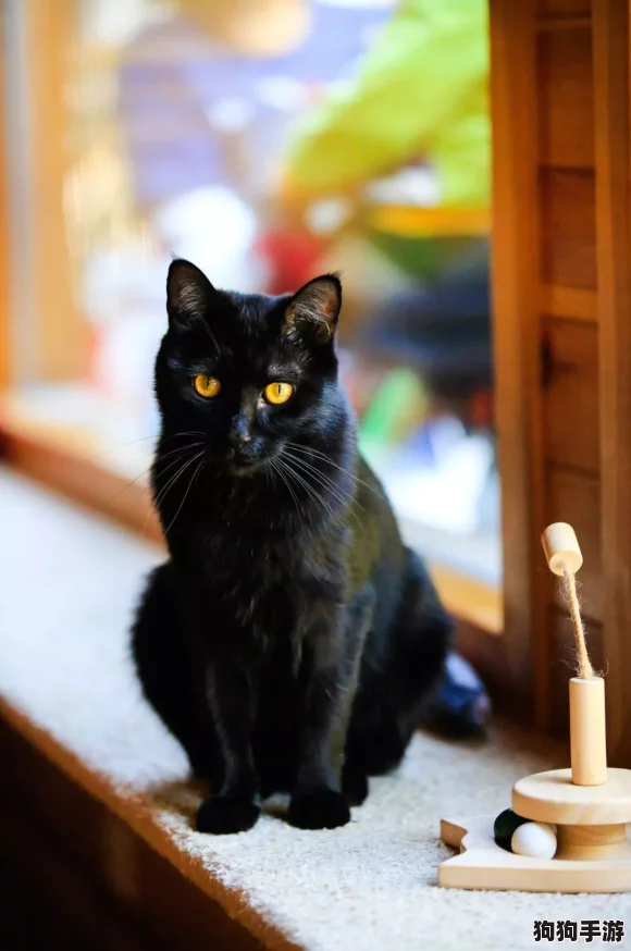 奇趣：刀刀兄弟独创的逗猫垂钓术，萌宠轻松上钩秘籍！