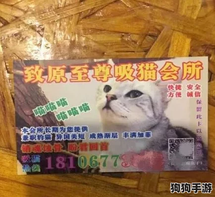 奇趣：刀刀兄弟独创的逗猫垂钓术，萌宠轻松上钩秘籍！