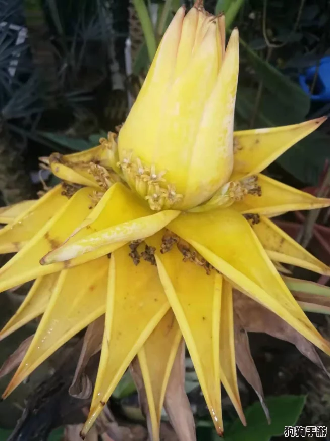 《黑神话:悟空》地涌金莲终极速刷秘籍,效率飙升攻略大公开! 《黑神话:悟空》地涌金莲终极速刷秘籍,效率飙升攻略大公开!