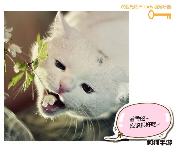 萌宠新纪元:2024年热门小猫咪游戏大搜罗,玩转喵趣无限! 萌宠新纪元:2024年热门小猫咪游戏大搜罗,玩转喵趣无限!