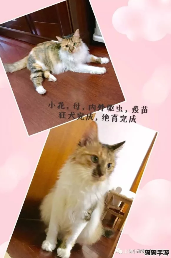 探秘《小森生活》：温馨领养猫咪，打造专属萌宠乐园秘籍！