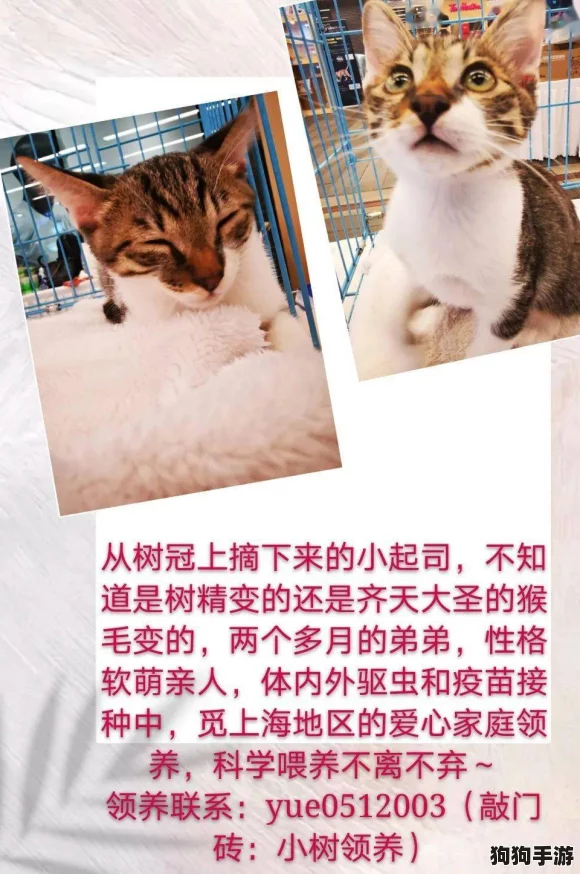 探秘《小森生活》：温馨领养猫咪，打造专属萌宠乐园秘籍！