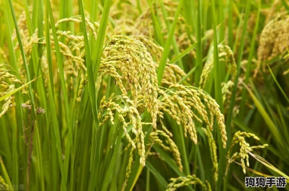 解锁植物大战僵尸杂交版：极限挑战13关独家策略与高效布局指南