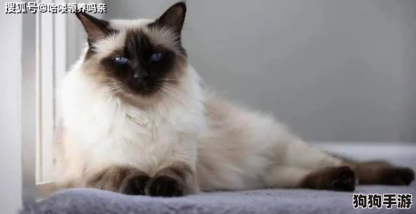 掌握蒙面超能基因猫捕捉秘诀：高效宠物捕获技巧与策略全指南