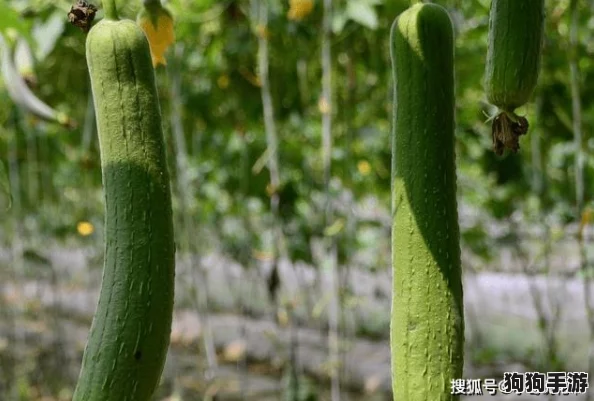 丝瓜Aaa：一场绿意盎然的美味冒险，让舌尖与健康共舞