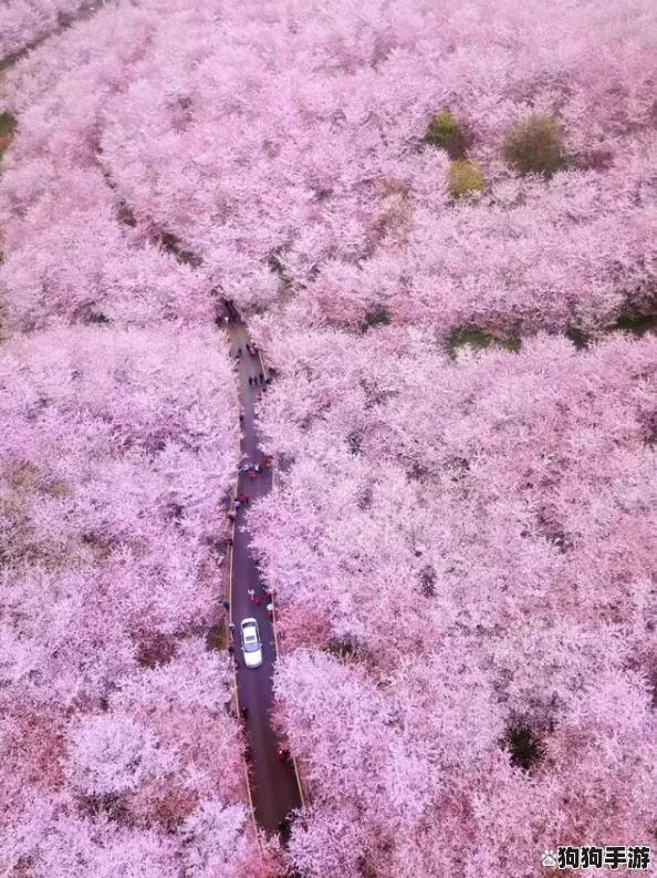 日本丰满大隂户特写：探秘樱花国的隐秘花园,一场视觉与美学的盛宴