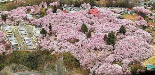 日本丰满大隂户特写：探秘樱花国的隐秘花园,一场视觉与美学的盛宴