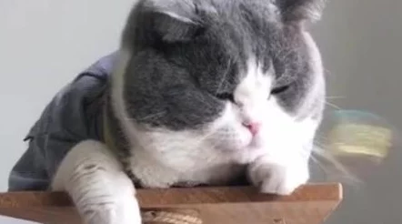 51吃瓜短剧胖猫：解锁隐藏剧情，揭秘猫界八卦，一起来当吃瓜达人！