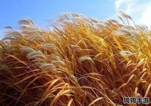田福和母亲在芦苇中的对话：感悟生命的真谛与自然的和谐之美