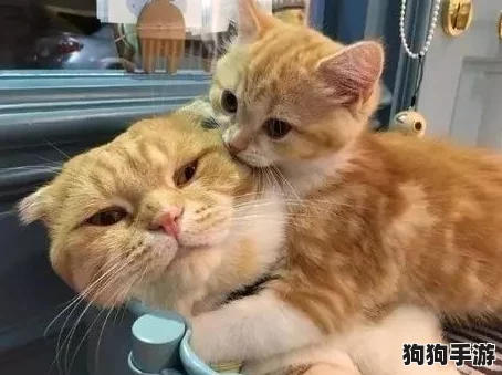 衬衫的两个大白兔晃来晃去的视频，带你感受萌宠的无穷魅力与欢乐瞬间！