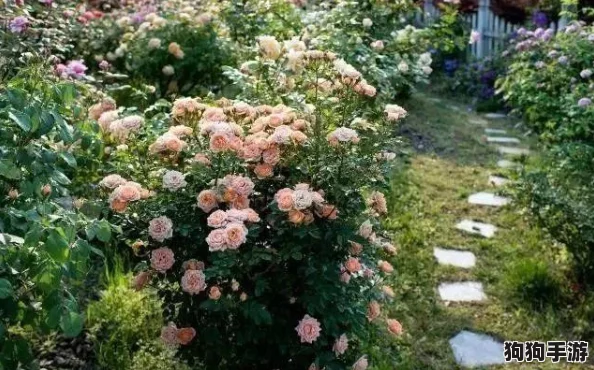 老公亲我的小花园感受，分享甜蜜瞬间与浪漫生活的点滴体验