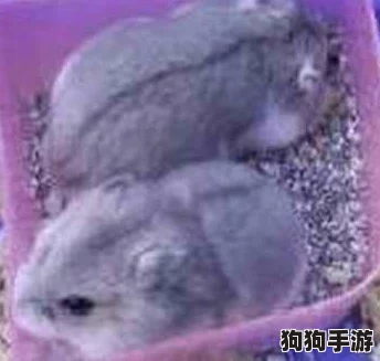 2024年度萌趣爆棚！精选仓鼠主题手游盛宴，畅玩最in小宠互动游戏大全集