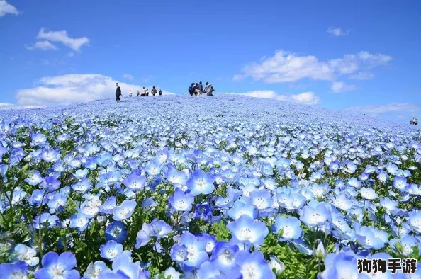日本综合一区：感受樱花季节的浪漫与传统文化的交融之旅