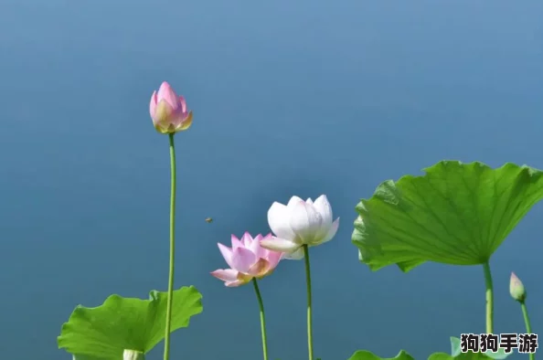 荷花1777. tⅴknow：感受夏日清凉与自然之美，畅游在荷塘月色中
